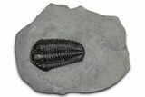 Calymene Niagarensis Trilobite Fossil - New York #357094-1